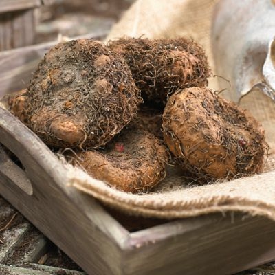 Image showing  Nonstop Begonias Plant Mix, 5 Bulbs