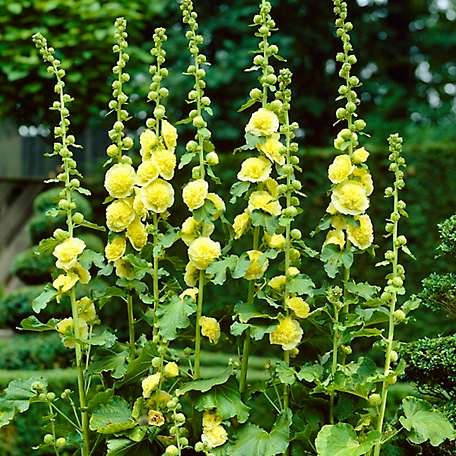 Van Zyverden Yellow Alcea Rosea Hollyhock Plant, 5 Roots