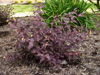 Image showing  Jumbo Pint Nightglow Honeysuckle