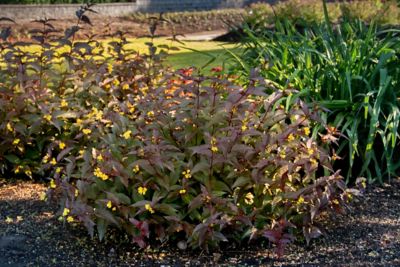 Image showing  Jumbo Pint Nightglow Honeysuckle
