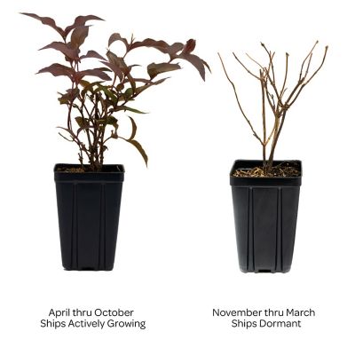 Image showing  Jumbo Pint Nightglow Honeysuckle