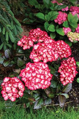 Image showing  1 pt. Potted Red Jumbo Kimono Bigleaf Hydrangea Plant