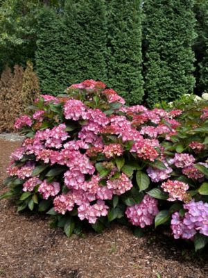 Image showing  1 pt. Potted Red Jumbo Kimono Bigleaf Hydrangea Plant
