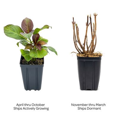 Image showing  1 pt. Potted Red Jumbo Kimono Bigleaf Hydrangea Plant
