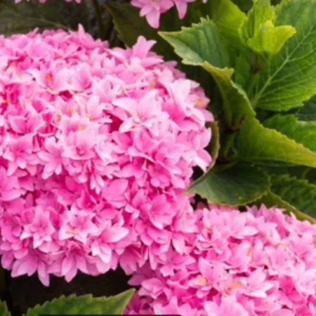 Bloomin' Easy Big Leaf Hydrangea Plant in Starfield Jumbo Pint Pot Perennials