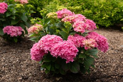 Image showing  Jumbo Pint Potted Starfield Bigleaf Hydrangea Plant