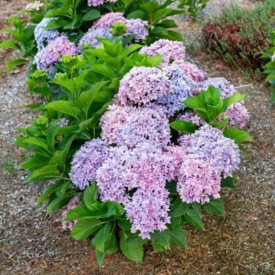 Image showing  Jumbo Pint Potted Starfield Bigleaf Hydrangea Plant