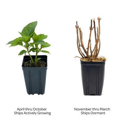 Image showing  Jumbo Pint Potted Starfield Bigleaf Hydrangea Plant