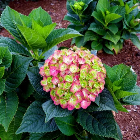 Bloomin' Easy Big Leaf Hydrangea Plant in Tilt-A-Swirl Pot Perennials