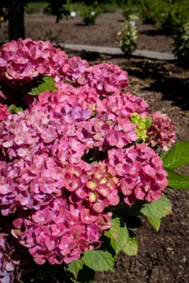 Image showing 2 th Bloomin' Easy Jumbo Pint Potted Tilt-A-Swirl Bigleaf Hydrangea Plant