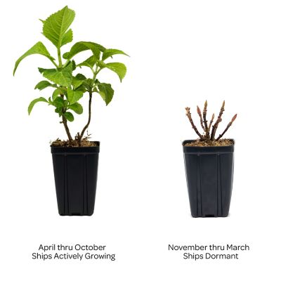 Image showing 3 th Bloomin' Easy Jumbo Pint Potted Tilt-A-Swirl Bigleaf Hydrangea Plant