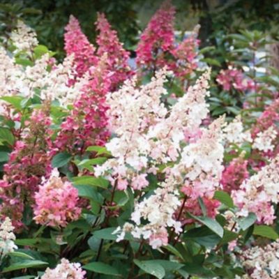 Bloomin' Easy Jumbo Pint Potted Candelabra Hardy Hydrangea Plant