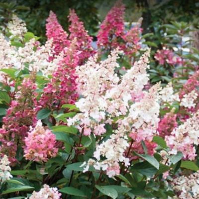 Bloomin' Easy Jumbo Pint Candelabra Hardy Hydrangea