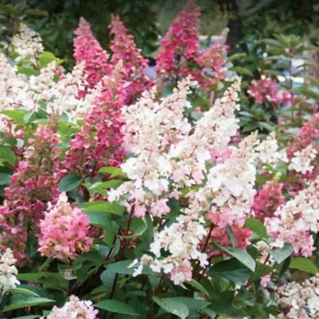 Bloomin' Easy Rustic Hydrangea Plant in Jumbo Pint Candelabra Pot Perennials