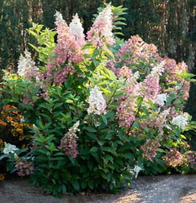 Image showing  Jumbo Pint Potted Candelabra Hardy Hydrangea Plant