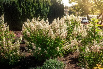 Image showing  Jumbo Pint Potted Candelabra Hardy Hydrangea Plant