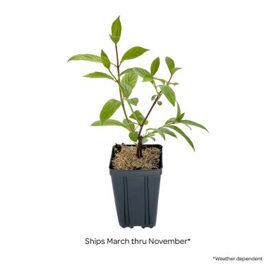 Image showing  Jumbo Pint Potted Candelabra Hardy Hydrangea Plant