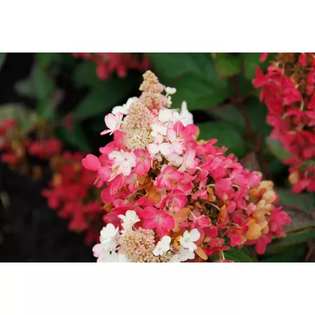 Bloomin' Easy Rustic Hydrangea Plant in Flare Jumbo Pint Pot Perennials