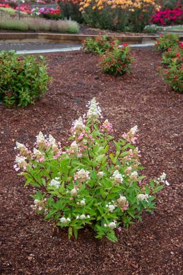 Image showing 1 th Bloomin' Easy 1 pt. Potted Red Jumbo Flare Hardy Hydrangea Plant