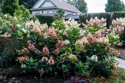 Image showing 2 th Bloomin' Easy 1 pt. Potted Red Jumbo Flare Hardy Hydrangea Plant