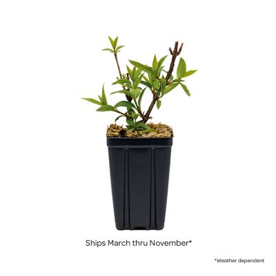 Image showing 3 th Bloomin' Easy 1 pt. Potted Red Jumbo Flare Hardy Hydrangea Plant