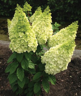 Bloomin' Easy Jumbo Pint Moonrock Hardy Hydrangea