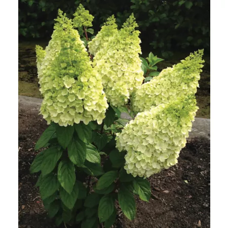 Rustic Hydrangea Moonrock Bloomin' Easy Jumbo Pint Bushes