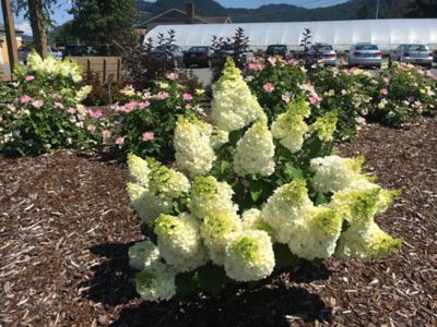 Image showing  Jumbo Pint Moonrock Hardy Hydrangea