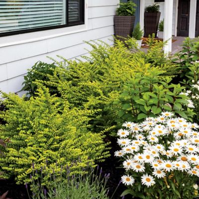 Image showing  Jumbo Pint Potted Thunderbolt Box Honeysuckle Plant