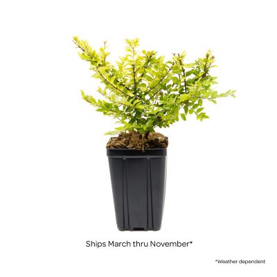 Image showing  Jumbo Pint Potted Thunderbolt Box Honeysuckle Plant