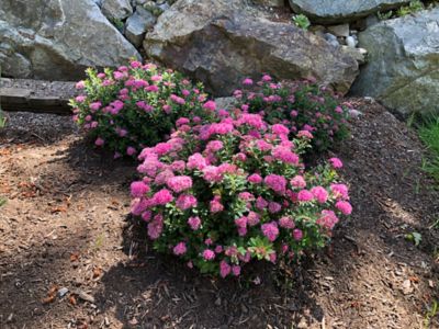 Image showing 1 th Bloomin' Easy 1 pt. Potted Pink Jumbo Poprocks Petite Spirea Plant