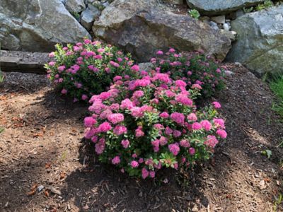 Bloomin' Easy Jumbo Pint Potted Poprocks Petite Spirea Plant At Tractor ...