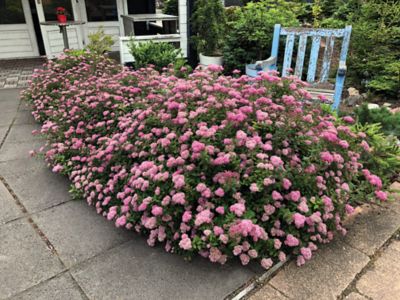Image showing 2 th Bloomin' Easy 1 pt. Potted Pink Jumbo Poprocks Petite Spirea Plant