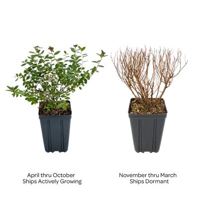 Image showing 3 th Bloomin' Easy 1 pt. Potted Pink Jumbo Poprocks Petite Spirea Plant