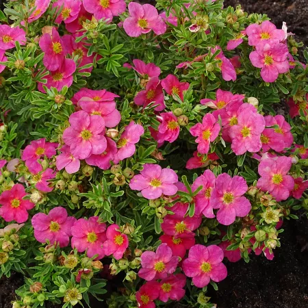 Bloomin' Easy Jumbo Pint Bella Bellissima Potentilla Bushes