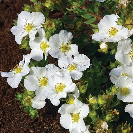 Bloomin' Easy Bella Bianca Potentilla Plant in Jumbo Pint Pot Perennials