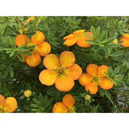 Bella Sol Potentilla Plant in Bloomin' Easy Jumbo Pint Pot Perennials