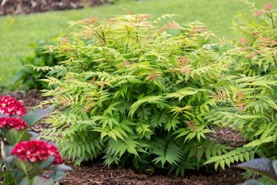 Image showing  Jumbo Pint Potted Cherry On Top Sorbaria Plant