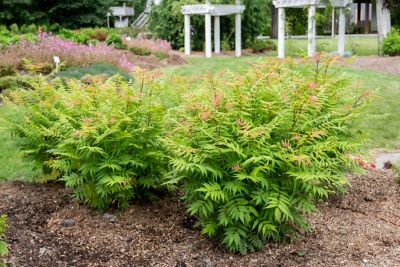Image showing  Jumbo Pint Potted Cherry On Top Sorbaria Plant