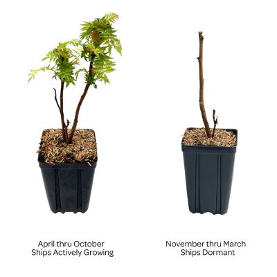 Image showing  Jumbo Pint Potted Cherry On Top Sorbaria Plant