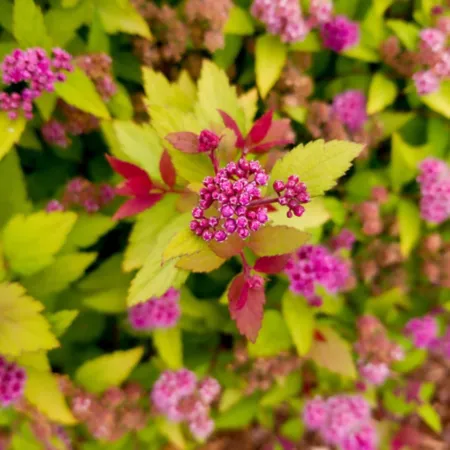 Bloomin' Easy Fizz Rainbow Spirea Plant in Jumbo Pint Pot Perennials