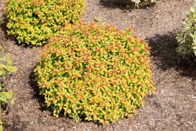 Image showing 1 th Bloomin' Easy Jumbo Pint Potted Rainbow Fizz Spirea Plant