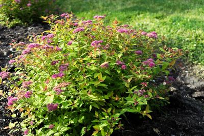Image showing 2 th Bloomin' Easy Jumbo Pint Potted Rainbow Fizz Spirea Plant