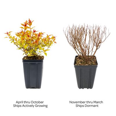 Image showing 3 th Bloomin' Easy Jumbo Pint Potted Rainbow Fizz Spirea Plant