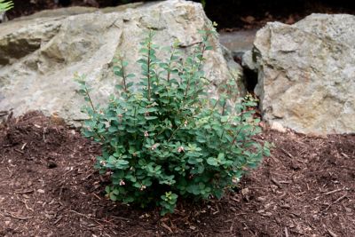 Image showing  Jumbo Pint Potted Pinky Promise Snowberry Plant