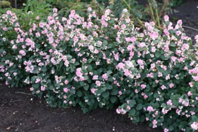 Image showing  Jumbo Pint Potted Pinky Promise Snowberry Plant