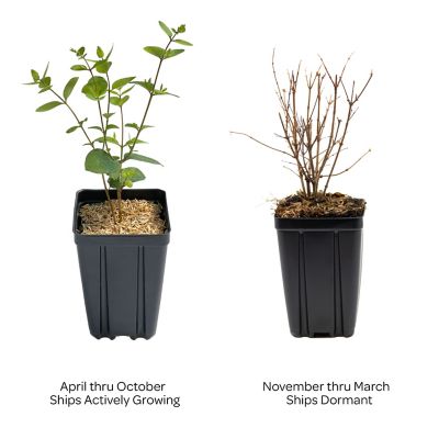 Image showing  Jumbo Pint Potted Pinky Promise Snowberry Plant