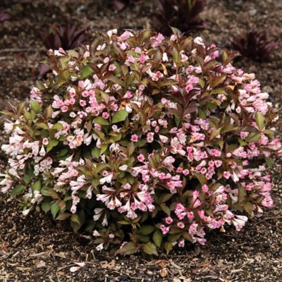 Image showing  1 pt. Potted Cream/Pink Jumbo Afterglow Weigela Plant