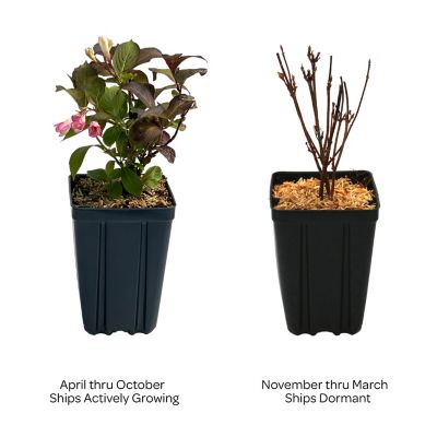 Image showing  1 pt. Potted Cream/Pink Jumbo Afterglow Weigela Plant