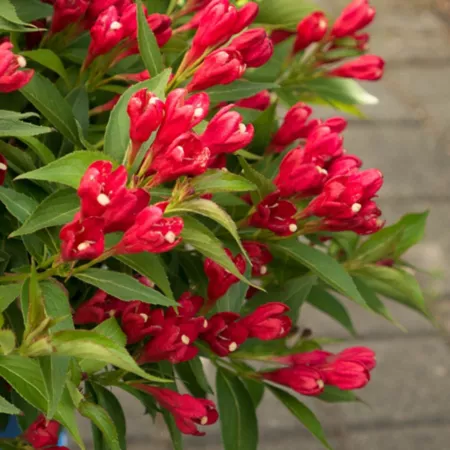 Bloomin' Easy Potted Weigela Plant Crimson Kisses Jumbo Pint Perennials